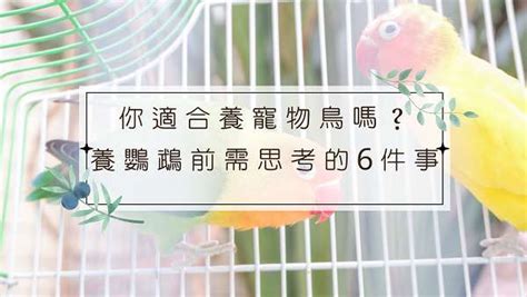 養鳥|你適合養寵物鳥嗎？養鸚鵡前需思考的6件事 – 我與鳥。